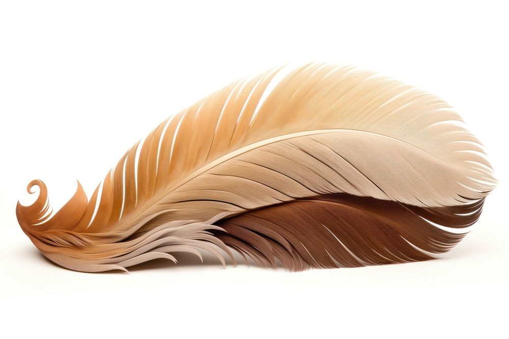 Feather art white background invertebrate. AI generated Image by rawpixel.