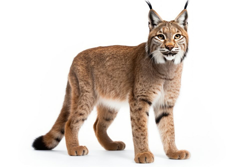 Wildlife animal mammal lynx. 