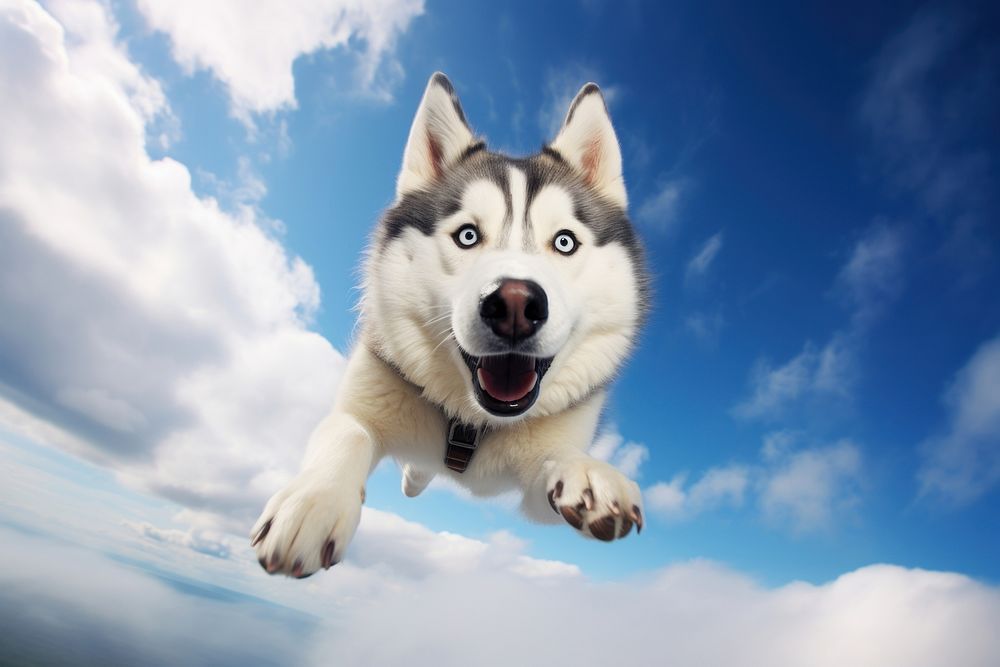 Mammal animal flying husky. AI generated Image by rawpixel.