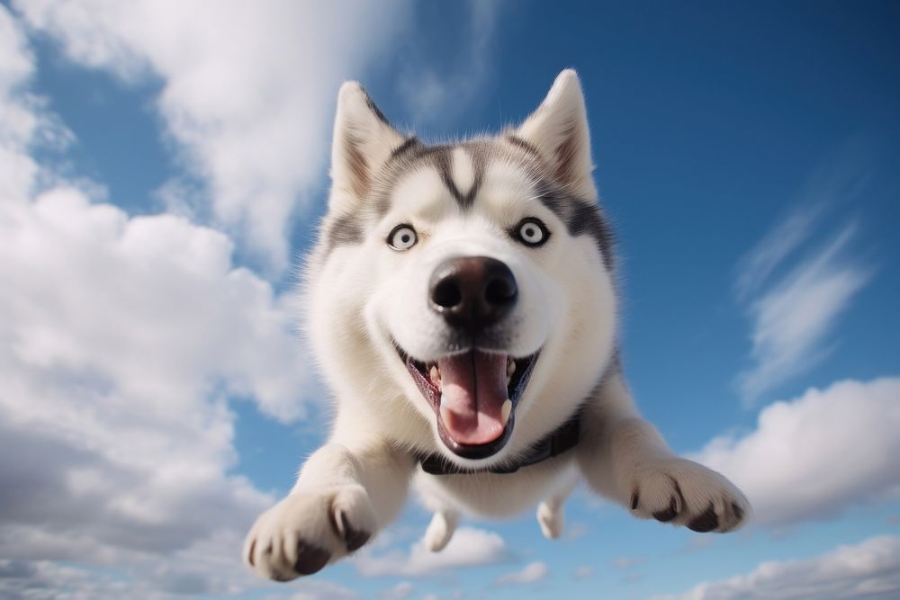 Mammal animal flying husky. 