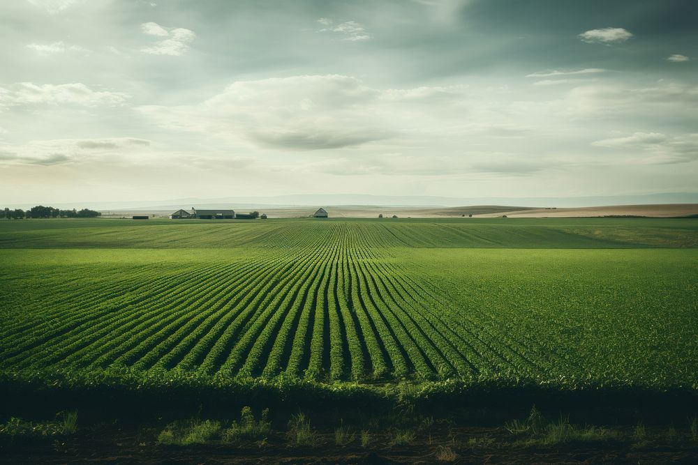 Farm outdoors horizon nature. 