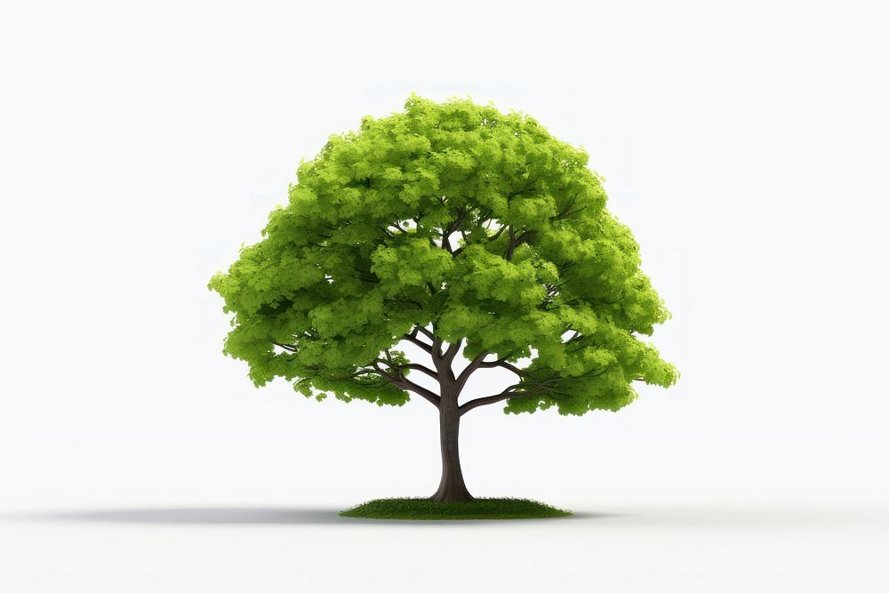 Tree plant white background tranquility. AI generated Image by rawpixel.