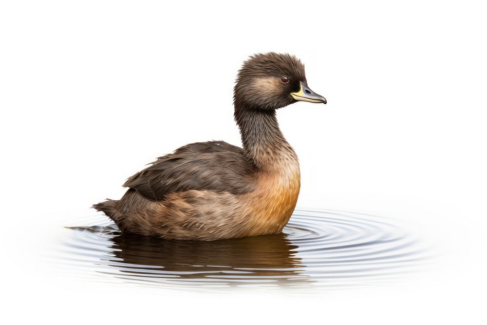 Pied Billed Grebe outdoors animal nature. AI generated Image by rawpixel.