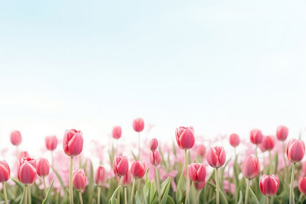 Tulip backgrounds outdoors blossom. AI generated Image by rawpixel.