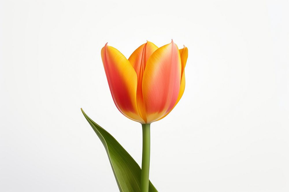 Flower tulip plant inflorescence. AI generated Image by rawpixel.