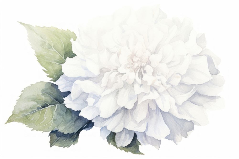 Snowball flower dahlia plant white. AI generated Image by rawpixel.