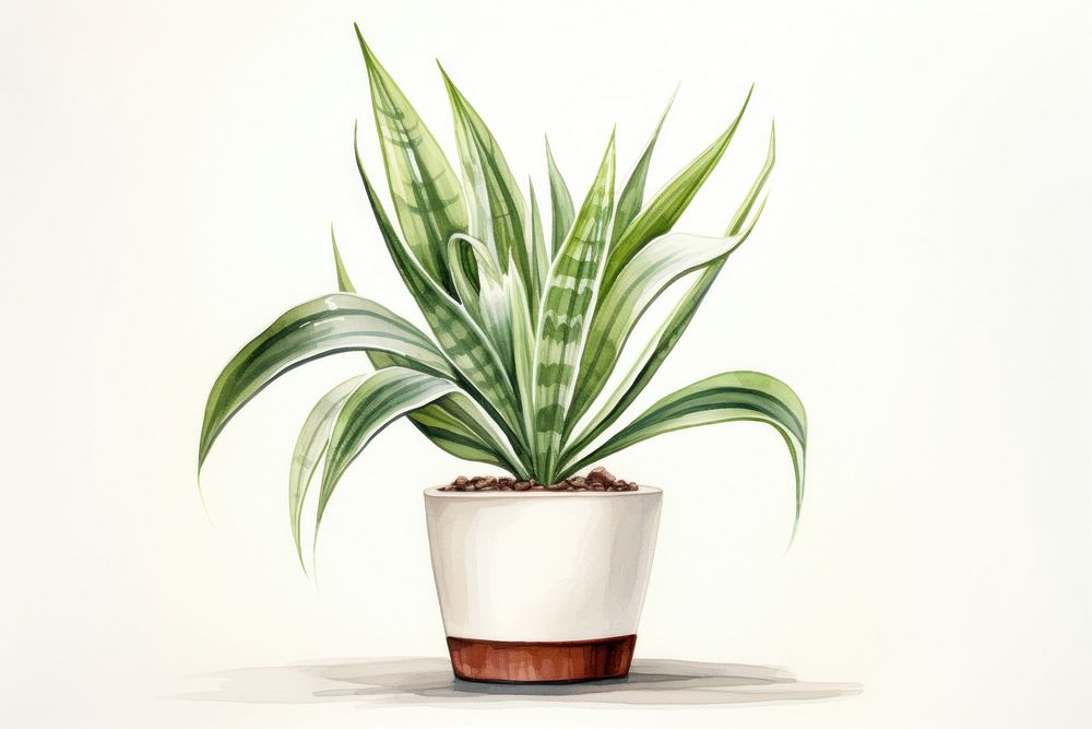 Plant houseplant leaf bromeliaceae. AI generated Image by rawpixel.