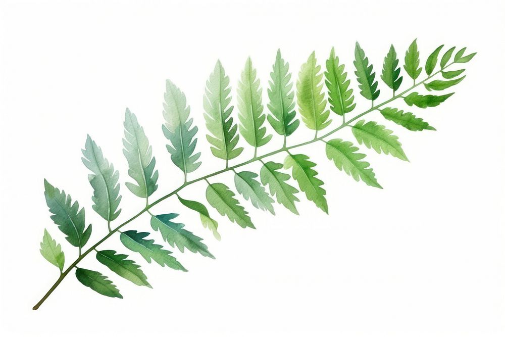 Plant herbs leaf fern. AI generated Image by rawpixel.
