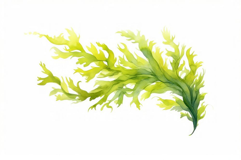 Seaweed plant freshness vegetable. AI generated Image by rawpixel.