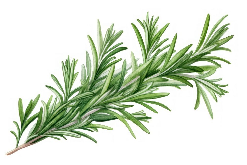 Rosemary plant herbs freshness. AI generated Image by rawpixel.