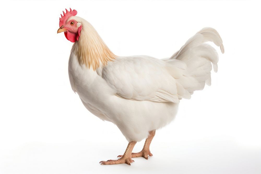 Chicken poultry animal white. AI generated Image by rawpixel.