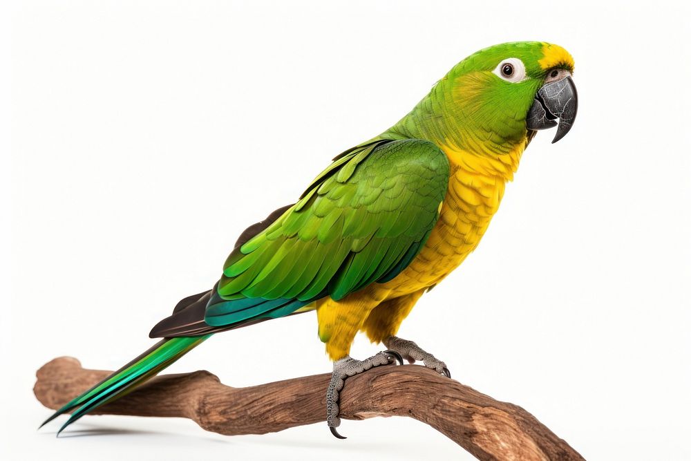 Parrot animal yellow bird. AI generated Image by rawpixel.