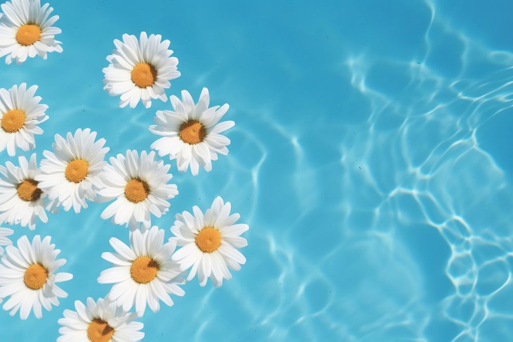 Flower daisy backgrounds swimming. 