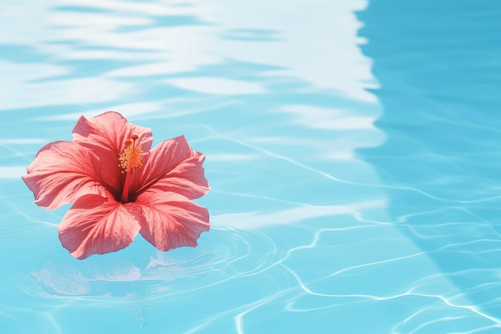 Hibiscus flower swimming summer. 