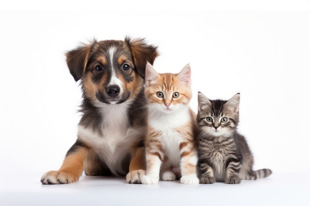 Kitten pet dog mammal. AI generated Image by rawpixel.