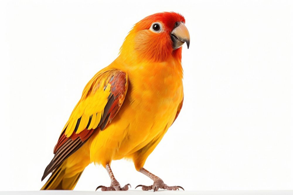 Bird animal parrot pet. AI generated Image by rawpixel.