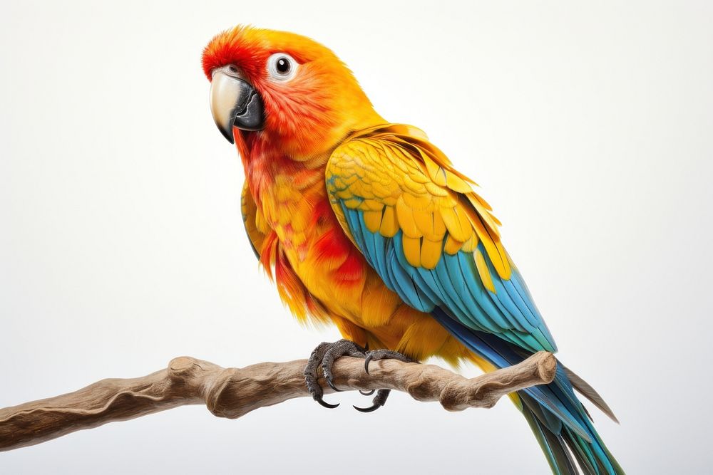 Bird parrot animal wildlife. AI generated Image by rawpixel.