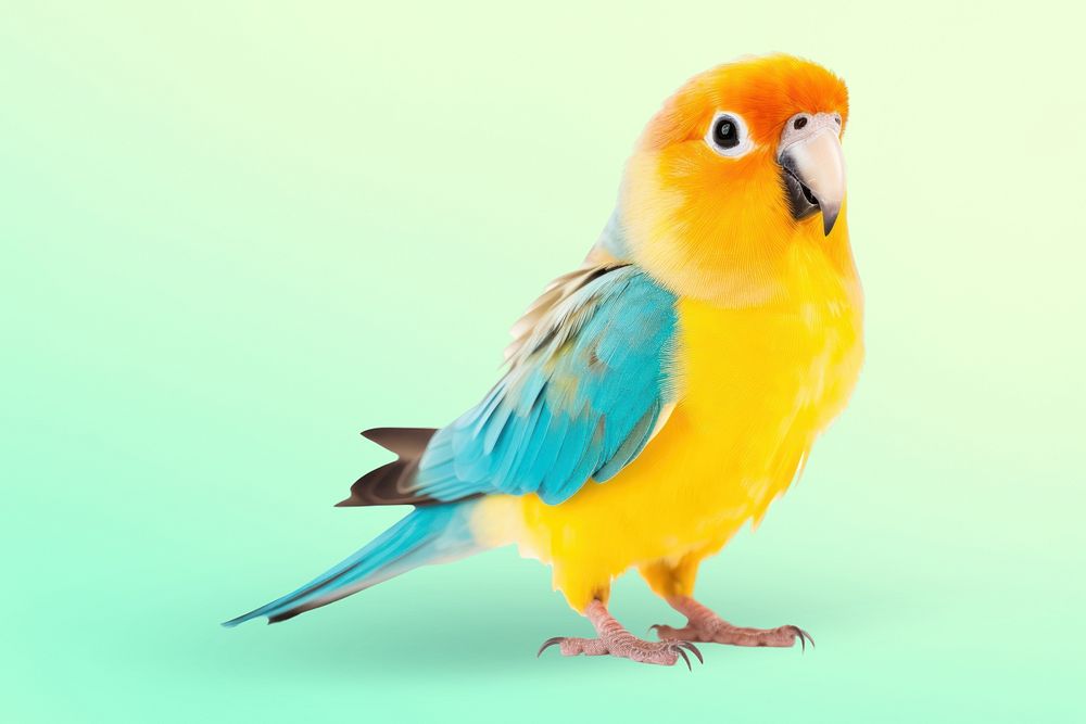 Bird animal parrot beak. AI generated Image by rawpixel.
