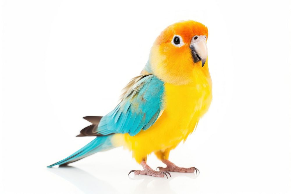 Bird animal parrot beak. AI generated Image by rawpixel.