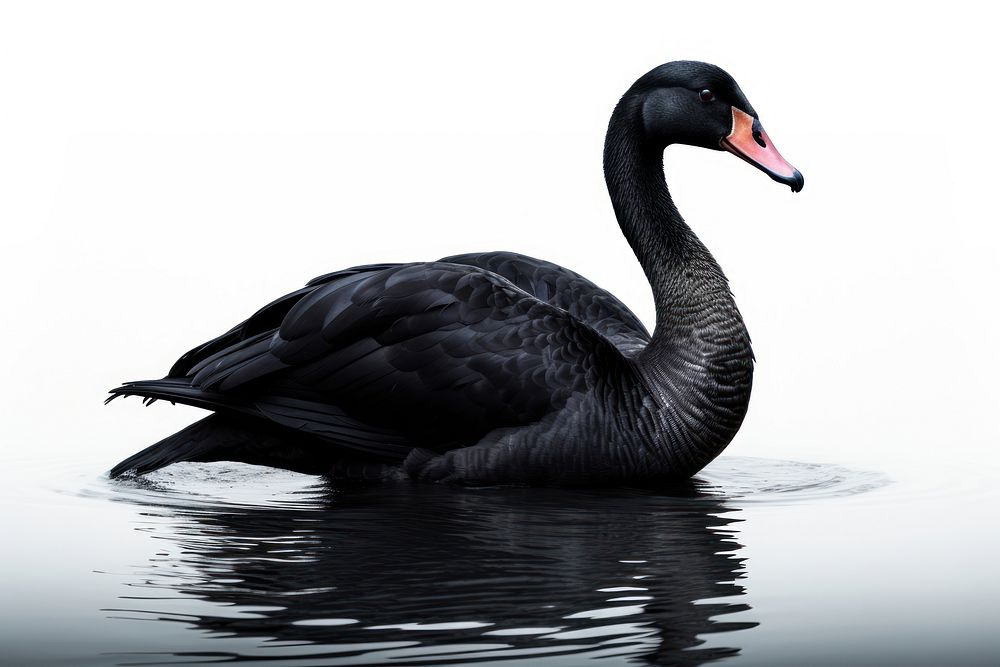 Bird swan animal black. AI generated Image by rawpixel.