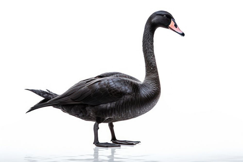 Swan animal goose black. AI generated Image by rawpixel.
