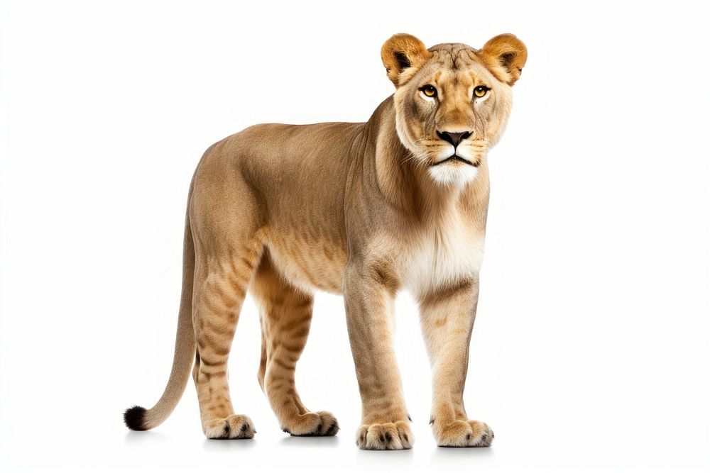 Wildlife mammal animal lion. AI generated Image by rawpixel.