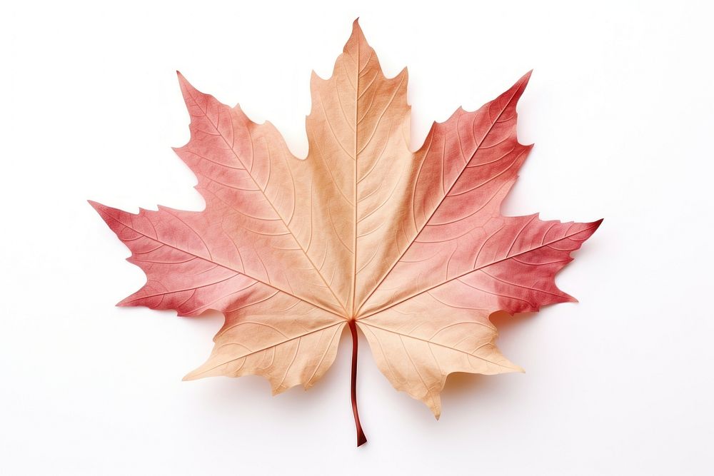 Maple leaf plant tree. AI generated Image by rawpixel.