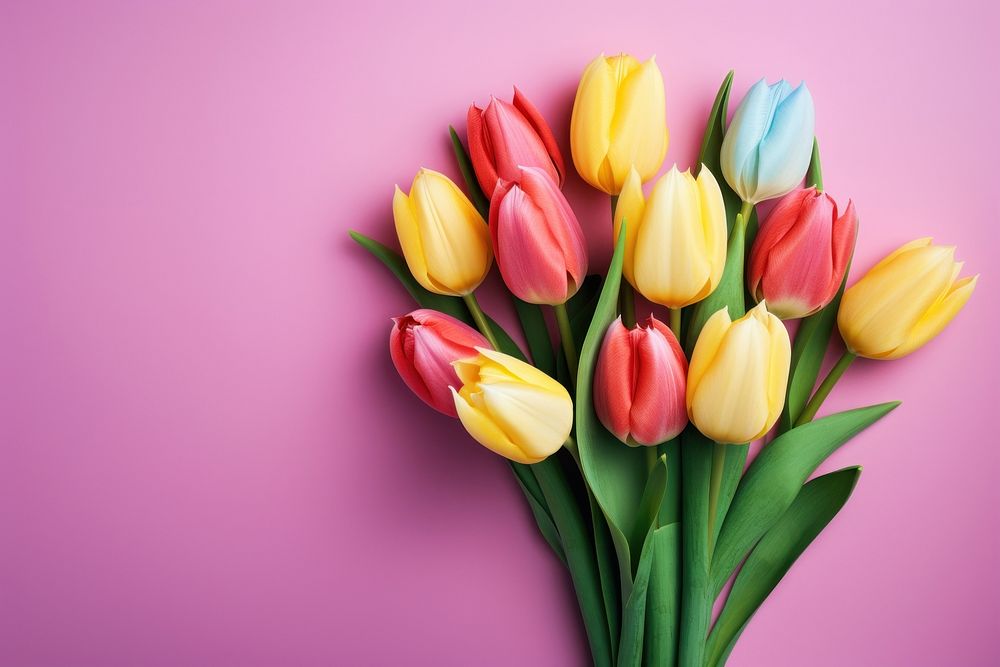 Tulip flower plant inflorescence. 