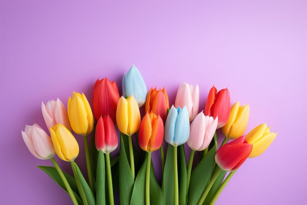 Tulip flower plant inflorescence. 