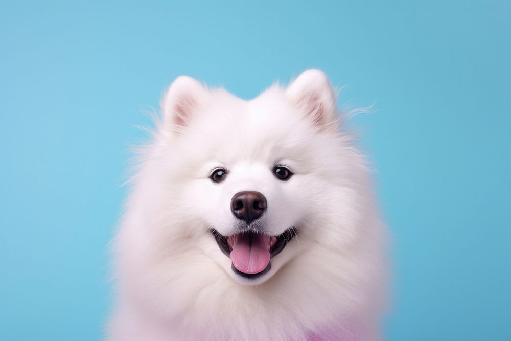 Dog samoyed mammal animal. 