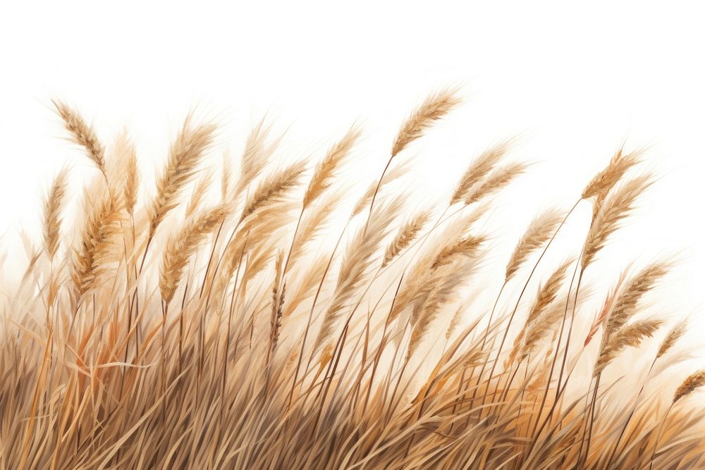 Plant grass wheat white background. AI generated Image by rawpixel.