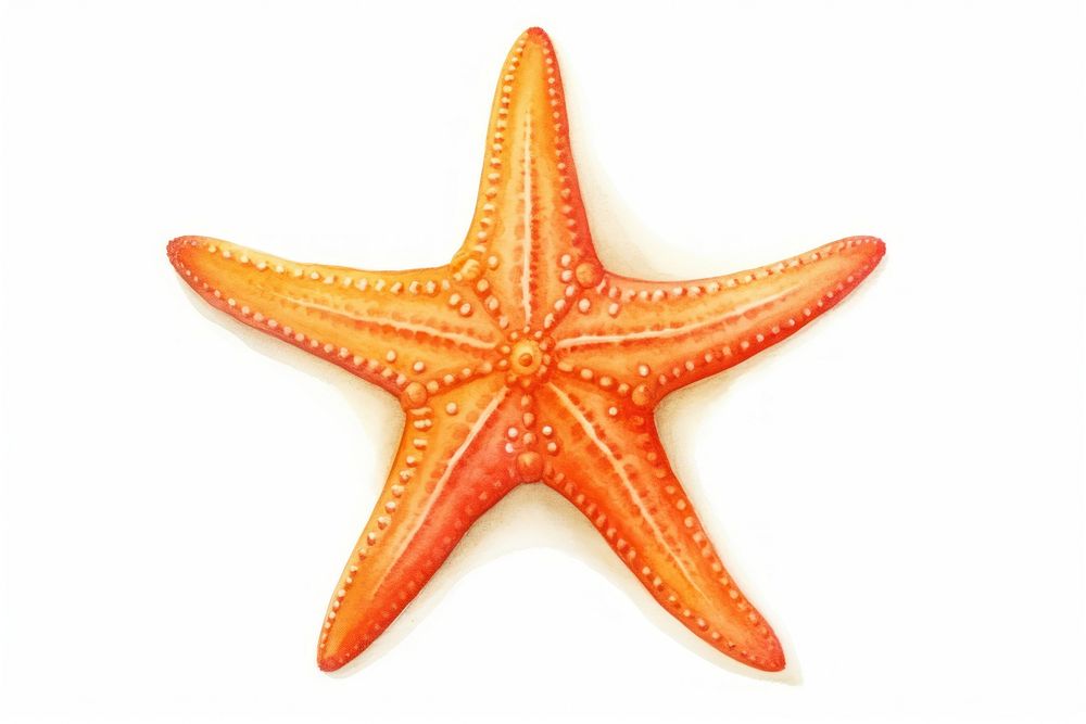 Starfish animal white background invertebrate, digital paint illustration. AI generated image