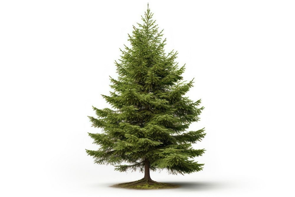 Spruce tree plant pine. AI generated Image by rawpixel.