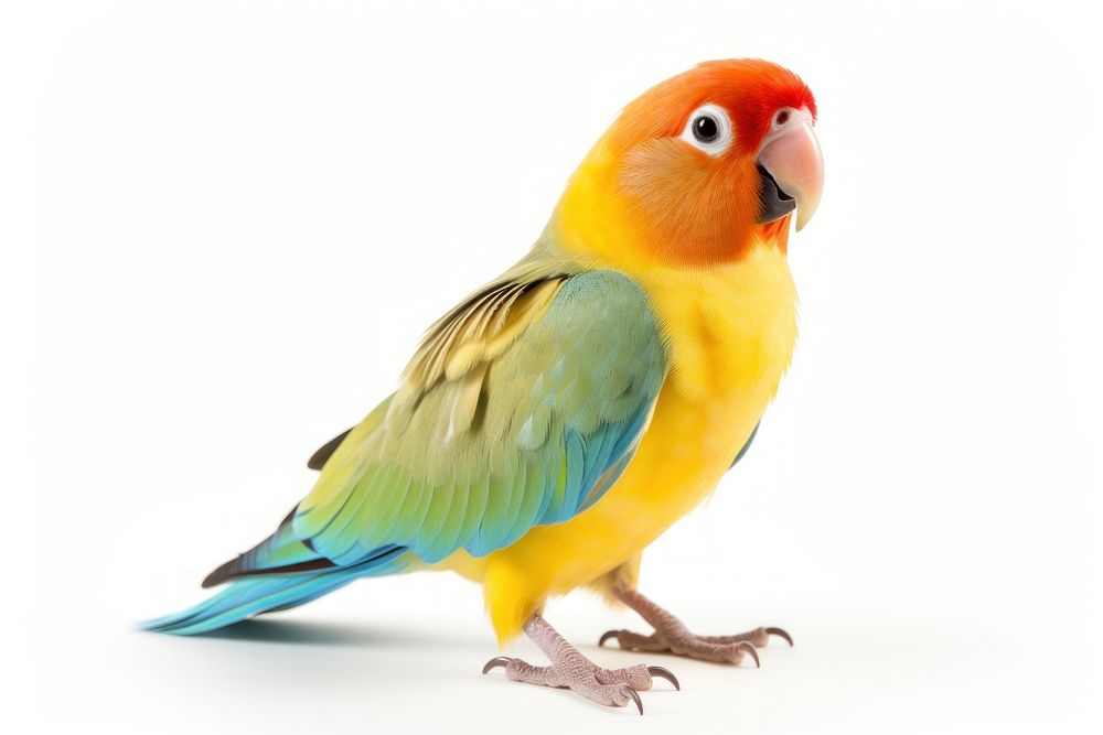 Parrot bird lovebird animal. AI generated Image by rawpixel.