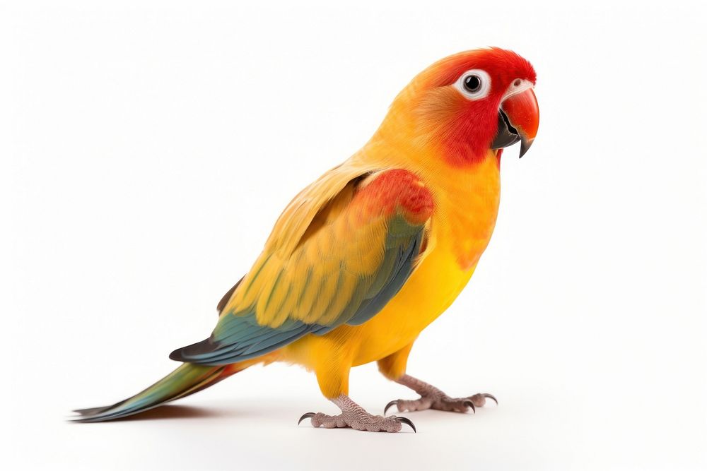 Parrot bird lovebird animal. 