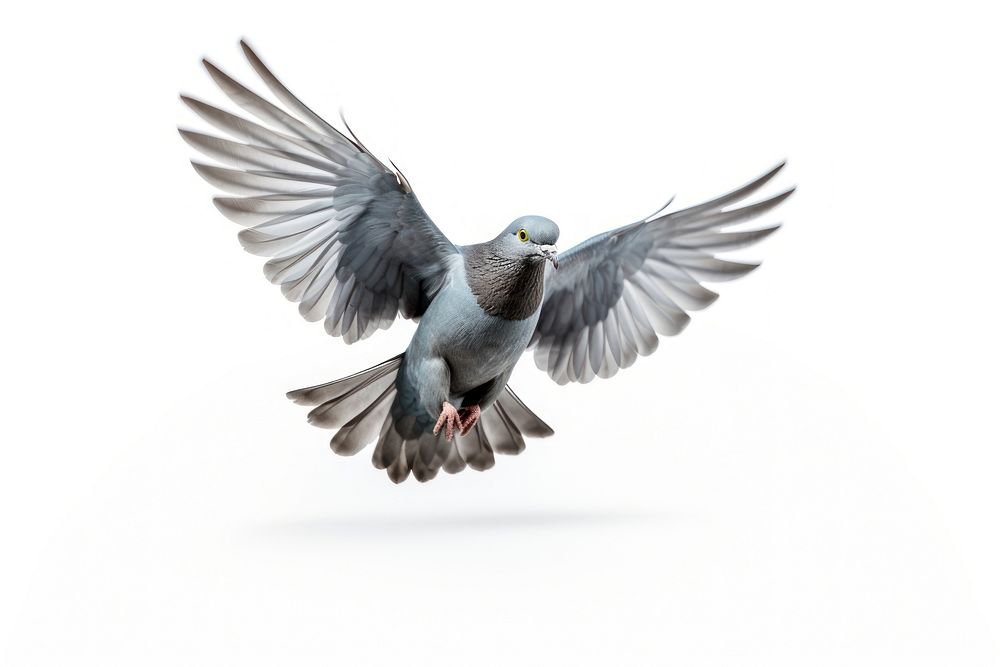 Bird animal flying pigeon. AI generated Image by rawpixel.