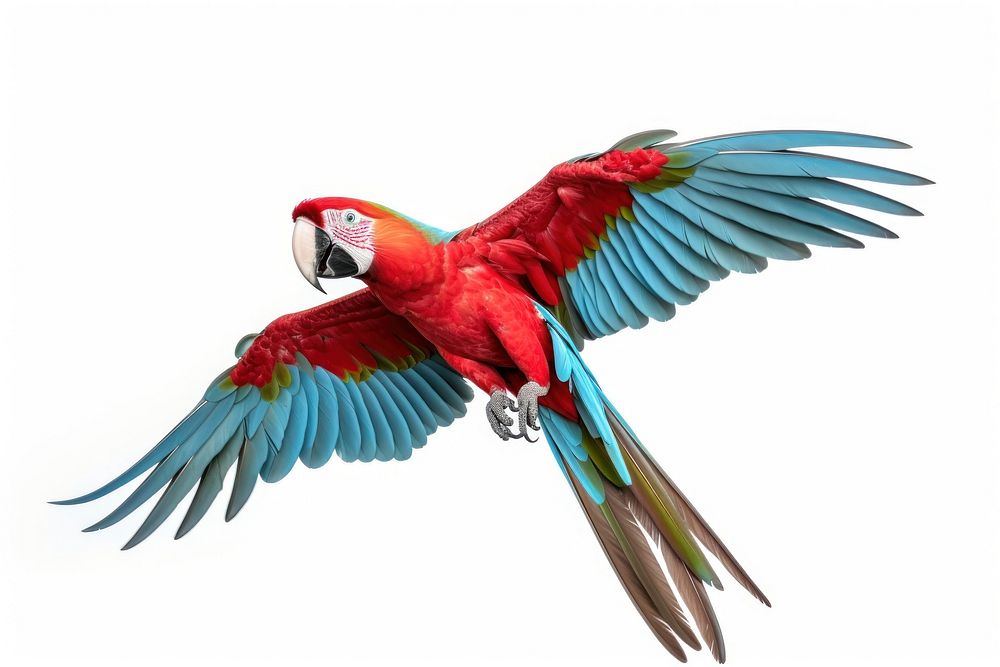 Parrot Animal Macaw Bird. Ai 