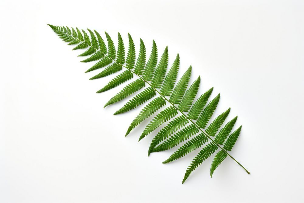 Fern plant green leaf. AI generated Image by rawpixel.