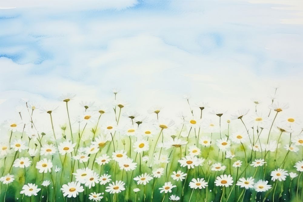 Flower daisy field backgrounds. 