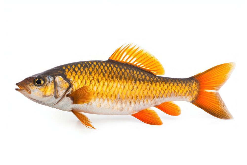 Fish animal carp white background. 