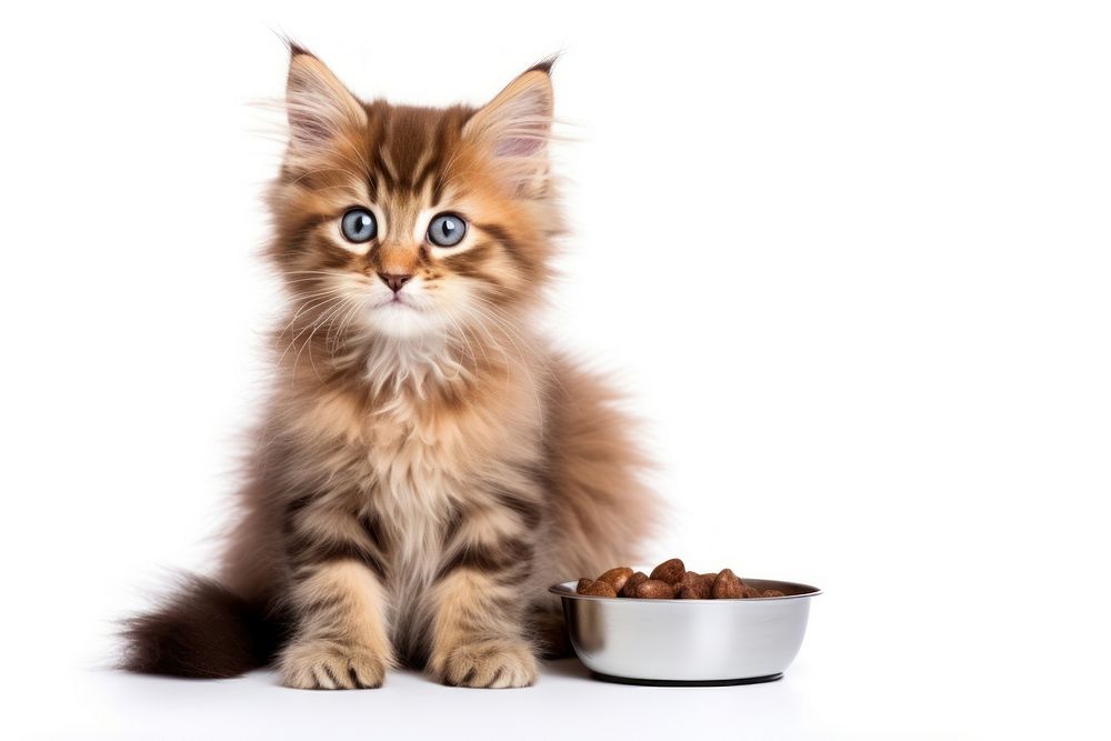 Dry food cat kitten mammal animal. AI generated Image by rawpixel.