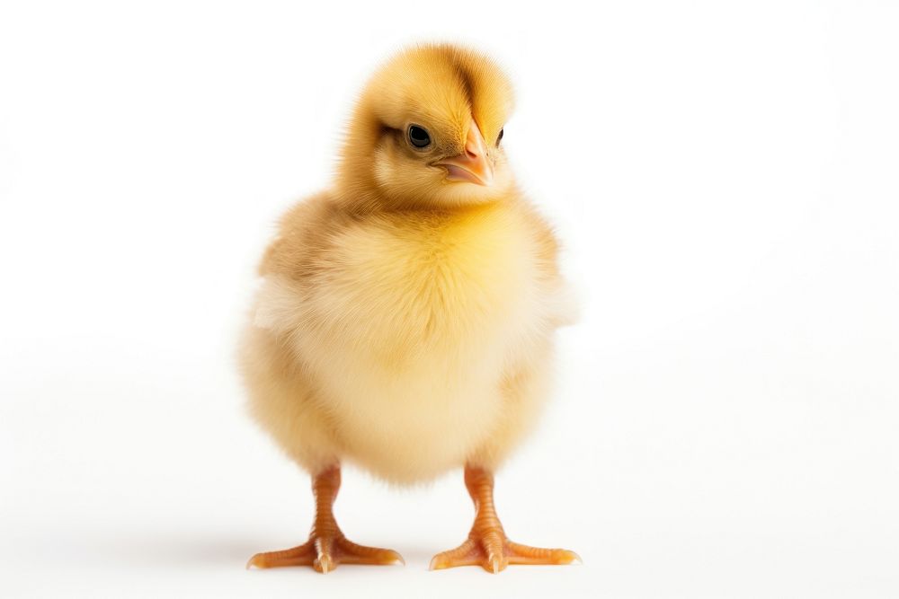 Poultry chicken animal bird. AI generated Image by rawpixel.