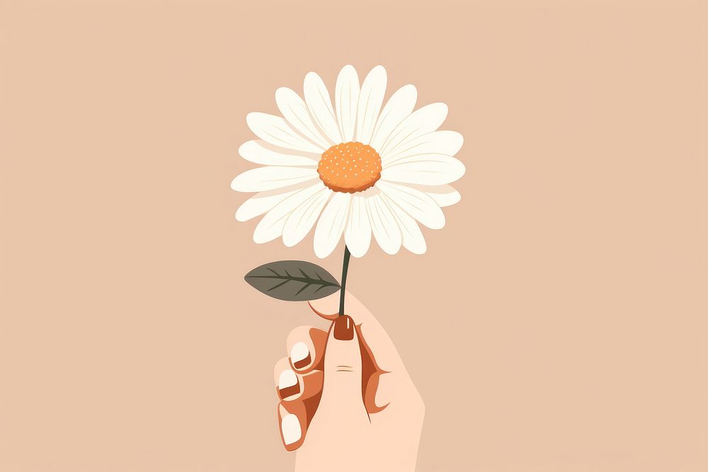 Flower daisy hand holding. 