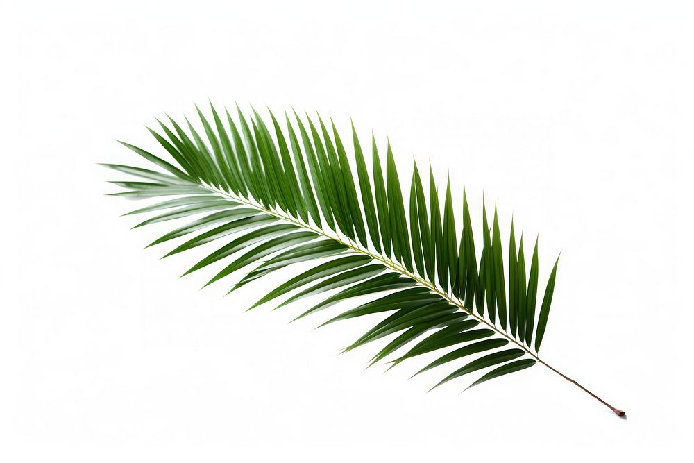 Plant green leaf tree. AI generated Image by rawpixel.