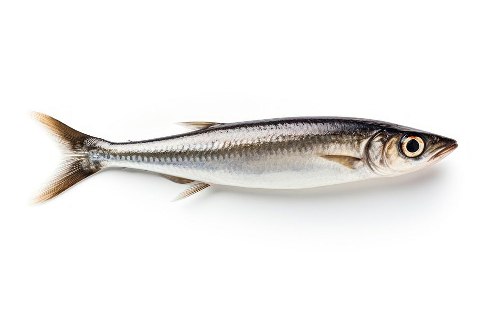 Fish seafood sardine animal. AI generated Image by rawpixel.