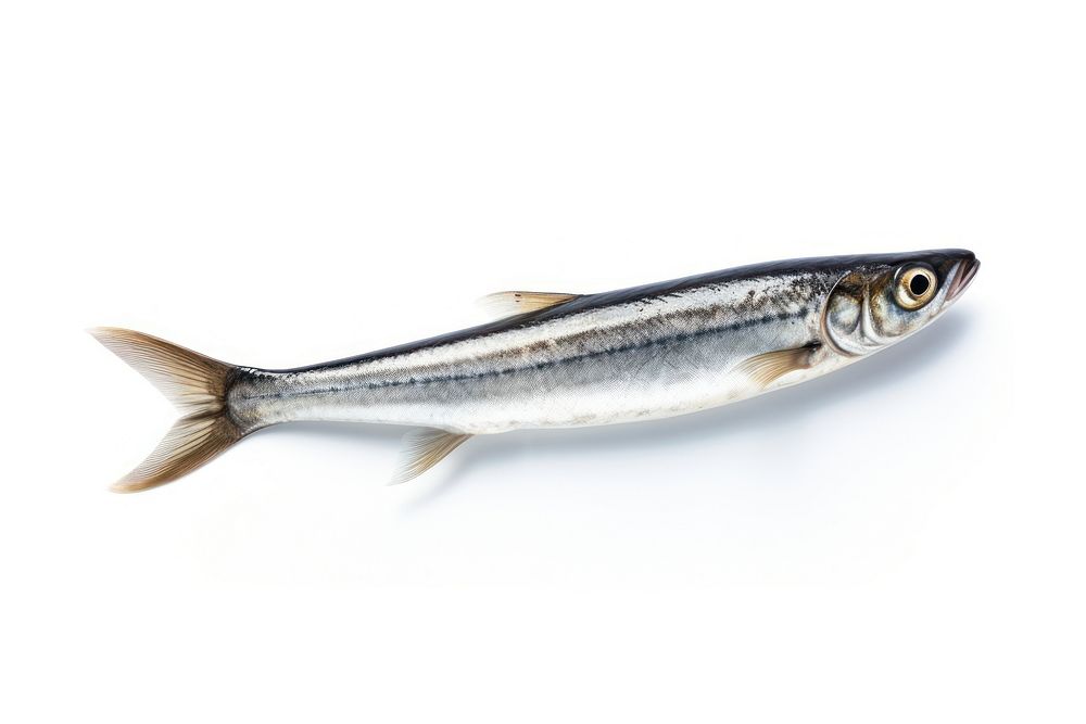 Fish sardine animal white background. AI generated Image by rawpixel.