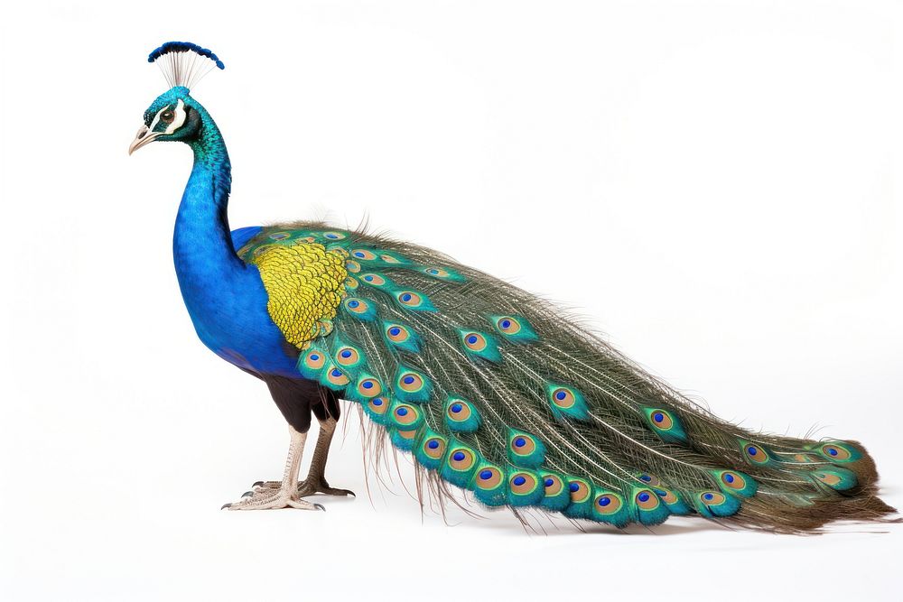 Peacock animal bird white background. AI generated Image by rawpixel.