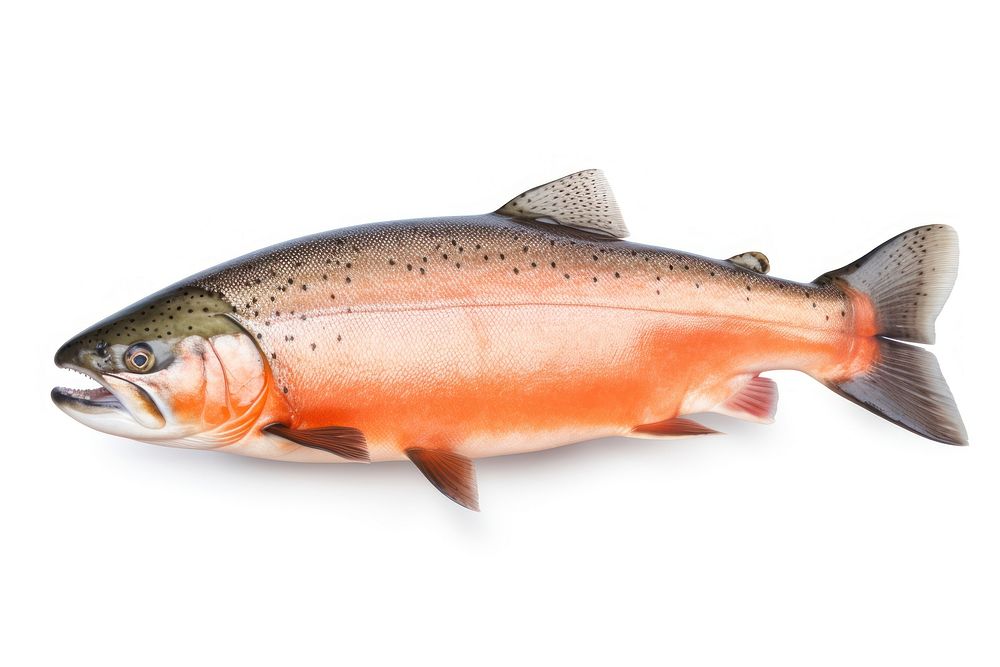 Animal salmon trout fish. 