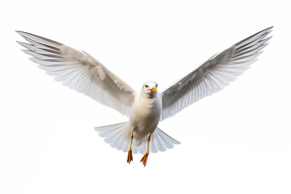 Seagull animal flying white. AI generated Image by rawpixel.