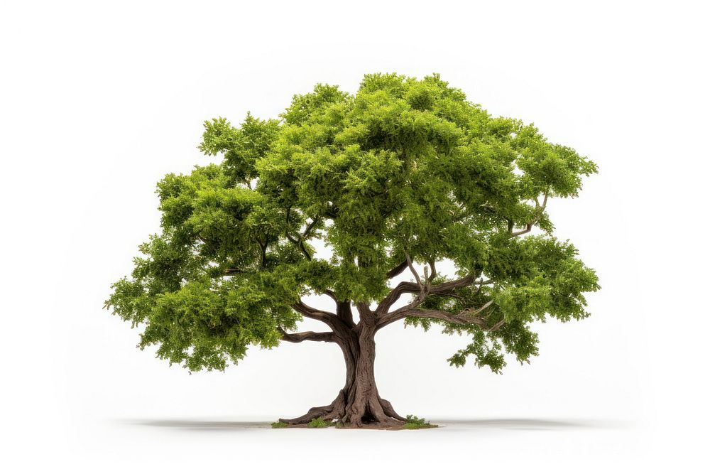 Tree plant white background tranquility. 